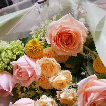 花好きな人と繋がりたいの投稿画像一覧 Greensnap グリーンスナップ