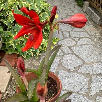 真っ赤❤の画像 by まるさん | アプローチとビック!!と初めてのお花♡とアマリリス♪と真っ赤❤と鉢植えと我が家の庭のお花と植えっぱなし球根と頂き物