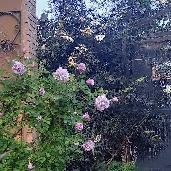 西洋ニワトコ ブラックレースの画像 by そのこさん | 小さな庭と西洋ニワトコ ブラックレースとレイニーブルーと白妙菊(しろたえぎく)とブロンズフェンネルとオステオスペルマムと観賞用トウガラシとカラーリーフとマンション専用庭とばら バラ 薔薇