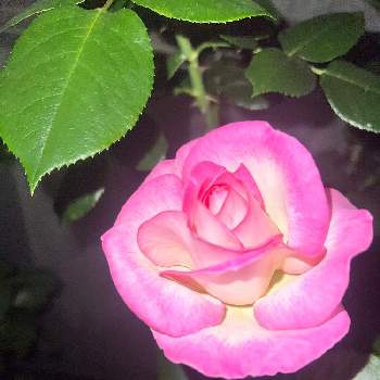薔薇プリンセスドゥモナコ，の画像 by ティンクルさん | 小さな庭と薔薇♪とばら バラ 薔薇と薔薇プリンセスドゥモナコ，