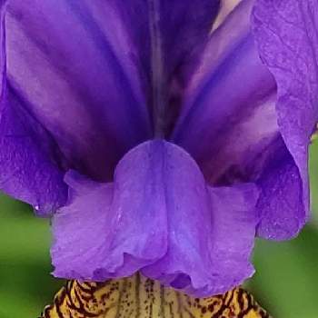紫の原理の画像 by ❦THE HERMIT❦さん | お出かけ先とアヤメと光輝く花と刹那さとホワイトと癒されとマクロ撮りと紫の原理と元気❗❗とイエローと本来の色と秘密のpicと大好きな花と蒼の世界とシルエット❤︎とヒカリと風の中