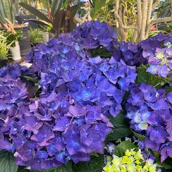 綺麗なお花の画像 by ラピス2121さん | お出かけ先と花のあるくらしと紫色と紫陽花 アジサイ あじさいと綺麗なお花と5月とお店の花と花のある暮らし