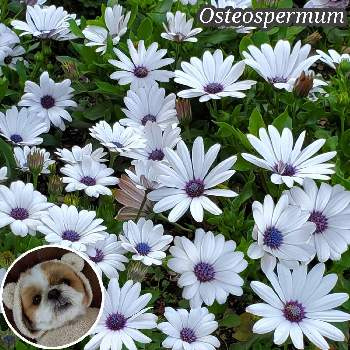 犬、いぬ、dogの画像 by みーちゃんさん | 犬、いぬ、dogとオステオスペルマム。とワンワン祭りと大人ラブリーと白い花と自宅