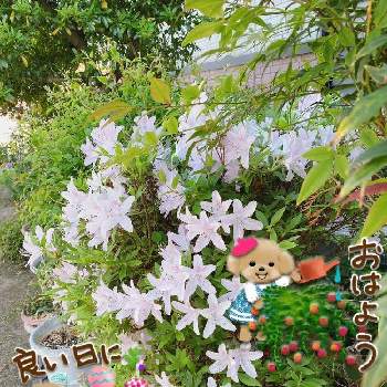 日々のつぶやきの画像 by チョコタンさん | 小さな庭と新緑の５月と皐月（さつき）と日々のつぶやきと今日の一枚と花に癒されて