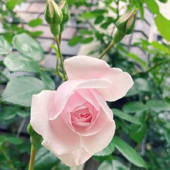 薔薇ニュードーンの画像 by michelleさん | 小さな庭とニュードーンとつるバラ壁面誘引と幸せ♡と薔薇ニュードーンとありがとう♡とバラ大好きとワクワクドキドキとつるバラとバラの季節と感無量と色づく蕾とばら 薔薇 バラとバラを楽しむ