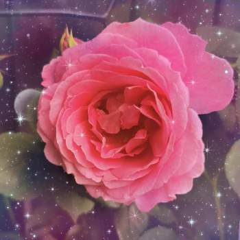 全てのものへの感謝と畏敬の画像 by マカロンさん | 癒やしと小さな幸せ❤と薔薇好きと咲いてくれてありがとう❤と初夏の花たちとバラ　エンデュミオンと全てのものへの感謝と畏敬と小さな庭♡と花のある暮らしと薔薇♪とバラ・ミニバラとおうちで自然を感じるとありがと〜❤