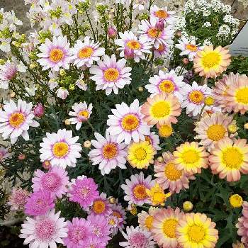 広島の画像 by rumirumiさん | 広い庭と花のある暮らしと広島とマーガレット☆とバラと夢CLUB