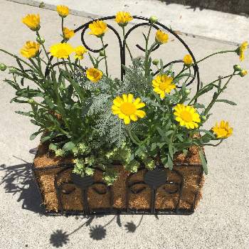 クリサンセマム・ムルチコーレの画像 by miyuさん | 小さな寄せ植えとヘリクリサム ライムミニ♪とお花に癒されてとクリサンセマム・ムルチコーレと花のある暮らしと黄色いお花とシルバーリーフ