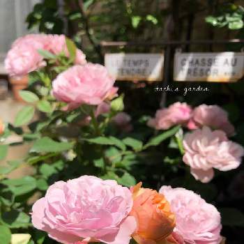ヘデラ☆の画像 by itachiさん | 玄関とヘデラ☆と趣味がお仕事にと植物のある暮らしとばら バラ 薔薇とお花大好き♡と寄せ植えと癒しと植物大好きとカーナハニーゴールド♪と花のある暮らしと玄関先