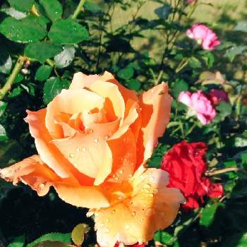 グリーンライフ♡の画像 by フレンチトーストさん | 小さな庭とグリーンライフ♡とオレンジ色の薔薇♡と薔薇の季節ですね〜❣️と薔薇の庭と緑のある暮らしとたのしみ❤️ときれい✨