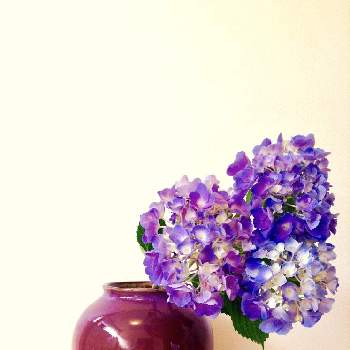 テーブル花の画像 by apricot53さん | 玄関とアジサイとテーブル花とおうちで飾る花といけばなとフラワーアレンジメントと切り花と生け花