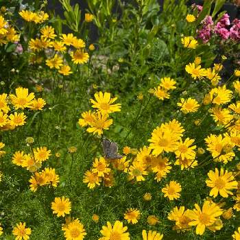 キク科の画像 by くみこさん | 小さな庭とダールベルグデージー♪と小さな花壇とおうち園芸と黄色のお花とキク科と元気いっぱいビタミンカラーと小花とお花のある生活と緑のある生活と可愛い♡