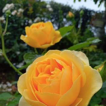 わが家の庭の画像 by ひよたろさん | 薔薇好きとわが家の庭と薔薇グラハムトーマス