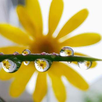 きいろいお花の画像 by オリーブの葉さん | ユリオプスデージーとしずくと水滴の水曜日と黄橙色の夢と水滴ときいろいお花とお庭と ユリオプスデージーとユリオプスデージーの花