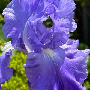 ジャーマンアイリス(紫),紫の花,季節の花,屋上庭園,植物散歩の画像