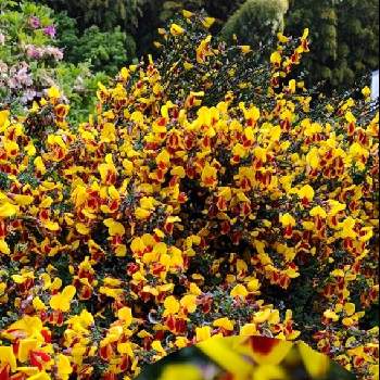 綺麗なお花の画像 by CHIEさん | エニシダとホオベニエニシダとマメ科とおうち園芸と黄色い花と綺麗なお花と綺麗な色♡とかわいい花