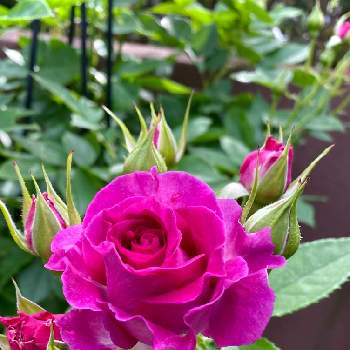 暮らしに花をの画像 by りら❀さん | 小さな庭とバラ　モンプレジールと薔薇♡とウクライナに平和をとお花を楽しむとバラのある暮らしとGSに感謝。と暮らしに花をとバラを楽しむ