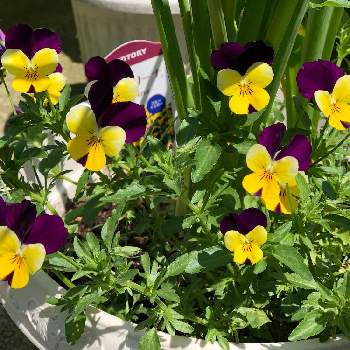 フィオリーナの投稿画像一覧 Greensnap グリーンスナップ