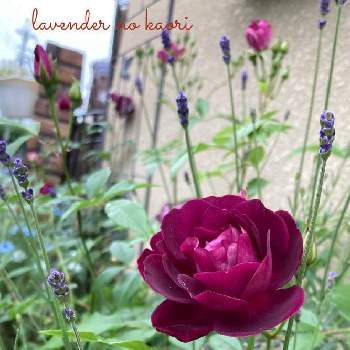 ラベンダー大好きの画像 by lavenderの香りさん | 小さな庭とラベンダー大好きとバーガンディ・アイスバーグとラベンダー　オカムラサキ