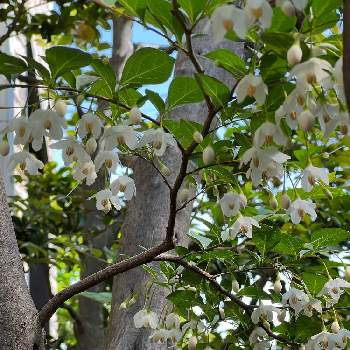エゴノキの花の画像 by オシャレさんさん | 小さな庭とエゴノキの花とエゴノキの花＊と季節の花とはなのある暮らしと庭の植物とかわぃぃ。と白いお花と我が家のお花と蕾応援団