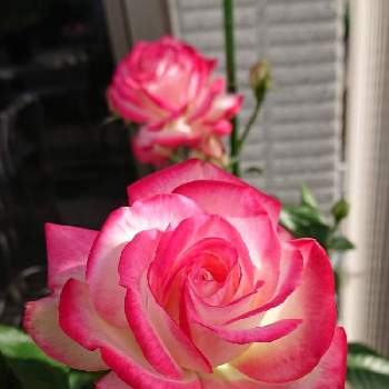 鮮やかなの画像 by BLANKAさん | テラスと薔薇と赤い花と花のある暮らしとジュビレデュプリンスドゥモナコと鮮やかな
