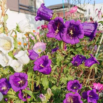 二年草の画像 by Uzuki1957さん | フウリンソウ(風鈴草)と開花期 4月～6月と二年草と可愛いお花と自転車で散策と花色　紫、青、ピンク、白と耐寒性