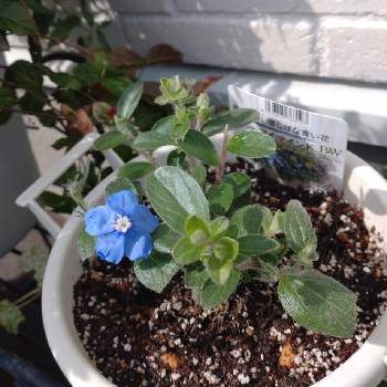 エボルブルス ブルーマイマインド,エボルブルス,青い花,カインズ,PWの画像