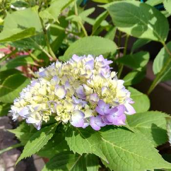 紫陽花  エンドレスサマーの画像 by HIROさん | 小さな庭とアジサイと紫陽花  エンドレスサマー
