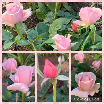 美しく咲くの画像 by キキさん | 小さな庭とピンクのミニ薔薇とインフィニティローズとげんきになぁれ！とピンクの花と水曜ローズショーと最愛の友へ届けとLife is beautifulとピンク❤︎ピンクと美しく咲くと花言葉に心をのせてとめぐり逢と楽しく元気に頑張ろうと皆んな幸福にと大切な人に…といつも心に太陽をとげんきもらえますとピンクワールドへ ようこそと今この時を切に生きると明日はきっと良い日になるとほんのりピンクが好きと薔薇♪とばらに魅せられて