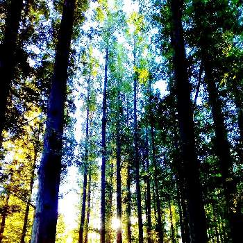 朝の散策路の画像 by m＆oさん | お出かけ先と都立水元公園と以前の写真をと樹木見上げ隊とメタセコイヤの森と朝の散策路