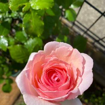 薔薇初心者の画像 by ナツメさん | 小さな庭と薔薇初心者と私の癒し♡と極小庭