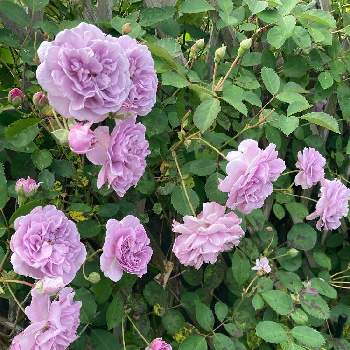 マイブームの画像 by 有明の春さん | 薔薇愛とわれら17年組と私の庭と元気に育ててますよと花のある暮らしと大好き♡︎ʾʾとマイブームと上品な美しさ♡とチーム福岡