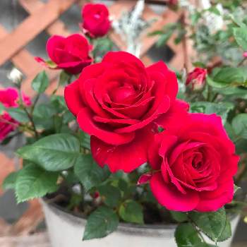 感謝の気持ちの画像 by ちっちさん | ミニバラと真っ赤な花と感謝の気持ちと真っ赤な薔薇の花と情熱的な色