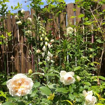 白いバラの画像 by オードリーさん | 小さな庭と忘れな草♪とバフ ビューティとミニミニホワイトガーデンと白いお花の共演とソンブレイユとオルレア♡と大好きな花とバラの地植えとボレロ♥️とオールドローズ好きとウッドフェンスと白いバラ