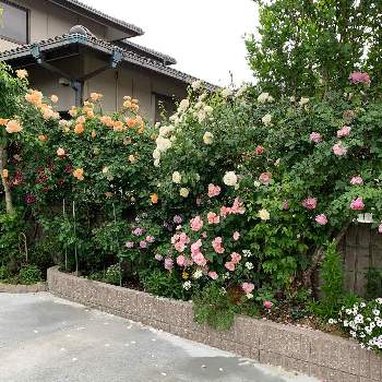 バラのある生活の画像 by ba –baraさん | 車庫とつるバラのある庭とバラの記録とバラのある暮らしとバラのある生活とバラの季節とバラが好きとばら 薔薇 バラと花が好きとバラを楽しむ