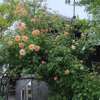 バラ薔薇ばらら～❤️の画像 by michi(•ө•)♡さん | 小さな庭と薔薇♡とバラ薔薇ばらら～❤️とおうち園芸とミッチの会