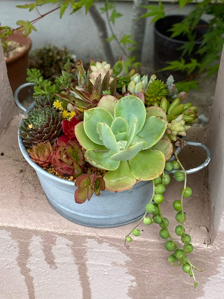 玄関の投稿画像 By うにゃにゃさん 多肉植物寄せ植えとちま寄せと多肉植物寄せ植えとちま寄せ 22月5月11日 Greensnap グリーンスナップ Greensnap グリーンスナップ