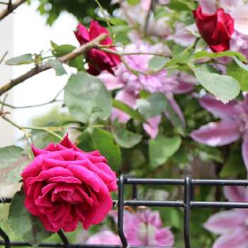 いいかおりの画像 by m-hippo＊さん | 小さな庭とバラ オデュッセイアといいかおりとばら バラ 薔薇と癒しとガーデニングと薔薇♪とバラ・ミニバラ
