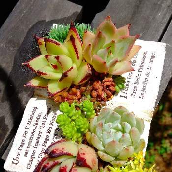 グリーンテラス葉山の画像 by yukoさん | 小さな庭と多肉植物とBOOK鉢と千葉県と寄せ植えとグリーンテラス葉山と多肉植物のある暮らしとちび苗