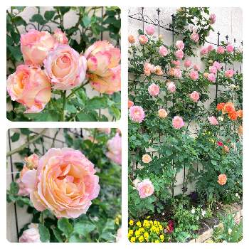 バラ壁面の画像 by ミルココさん | 小さな庭とペッシュ・ボンボンとばら バラ 薔薇と小さい庭とバラ壁面とバラのある暮らしとデルバールと花のある暮らし