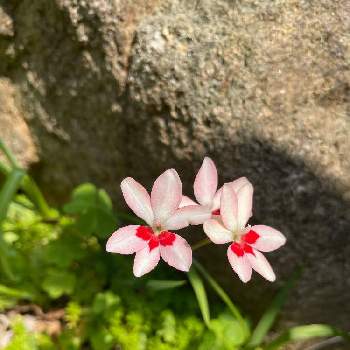 メルヘンの画像 by kazuさん | 玄関とヒメヒオウギとメルヘンと可憐とGS映えと実家の庭と花いろいろとピンク色の花と可愛いと花のある暮らし