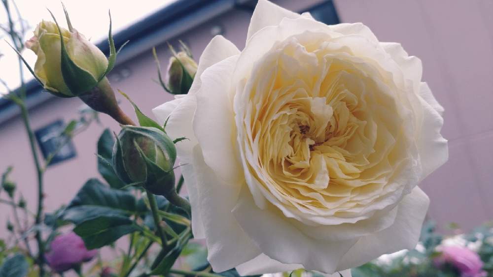 ムーンライトハニーの投稿画像 By はるちっちさん 鉢バラとばら バラ 薔薇と薔薇 バラ ばらとバラ 鉢植えとコメリと鉢植えとガーデニングと花のある暮らしと薔薇 とバラ ミニバラとバラを楽しむとバラ苗と鉢バラとばら バラ 薔薇と薔薇 バラ ばらとバラ 鉢植えとコメリ