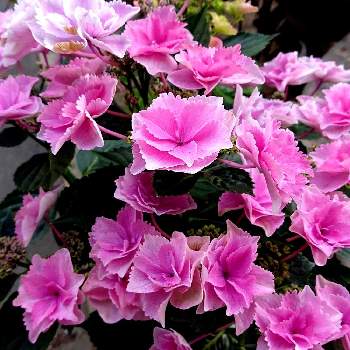 いただいたお花の画像 by yukirinさん | 紫陽花 キラキラ星と紫陽花と鉢植えといただいたお花