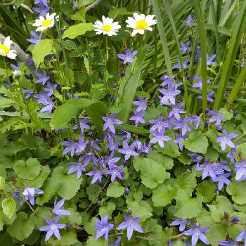 好きな風景の画像 by あ～23さん | 小さな庭とカンパニュラ アルペンブルーと宿根と青い花と２０２０年５月同期と好きな風景