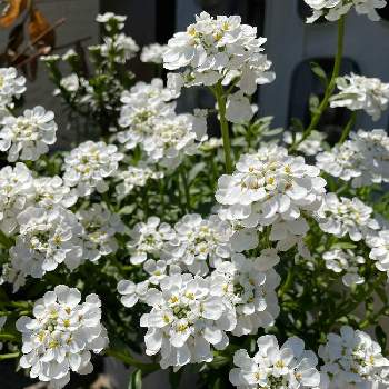 　白い花の画像 by Catherineさん | 玄関とイベリス スノーボールとおうち園芸とかわぃぃ。ときれーい✨と花のある暮らしと　白い花