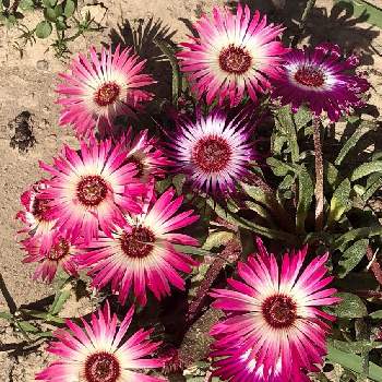 今日も元気での画像 by 花土葉さん | 小さな庭とお庭の植物とピンクの花とリビングストーン・デージーと今日も元気で