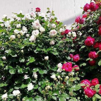 クリスティアーナ　バラの画像 by yamada hanakoさん | 小さな庭とピンクのバラ♡とクリスティアーナ　バラとつるバラとバラ　ベンジャミンブリテンとイングリッシュ・ローズ