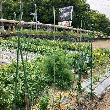 きゅうり栽培の画像 by dp106さん | 畑とミニミニ千成と家庭菜園ときゅうり栽培とおうち園芸とおうちde菜園