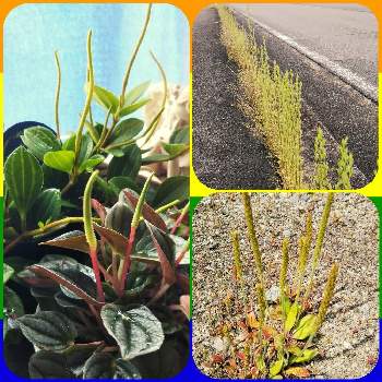 ペペロミア フェアリーの投稿画像一覧 Greensnap グリーンスナップ