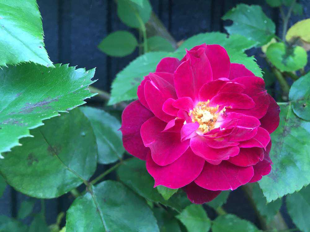 misa's Garden Rose Collection2022｜🍀GreenSnap（グリーン